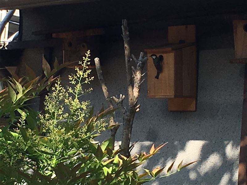 巣箱 野鳥を庭に呼ぶ