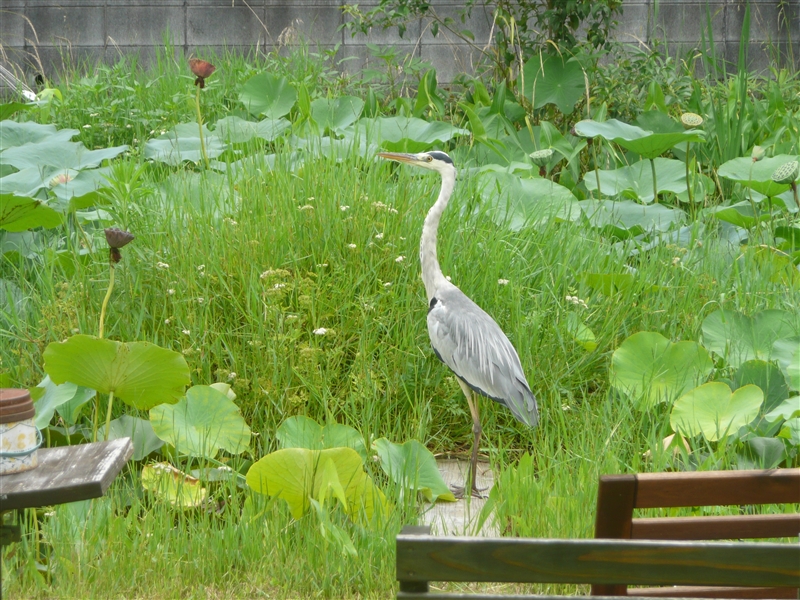 アオサギ,ビオトープ,寝屋川,やまがら木工所