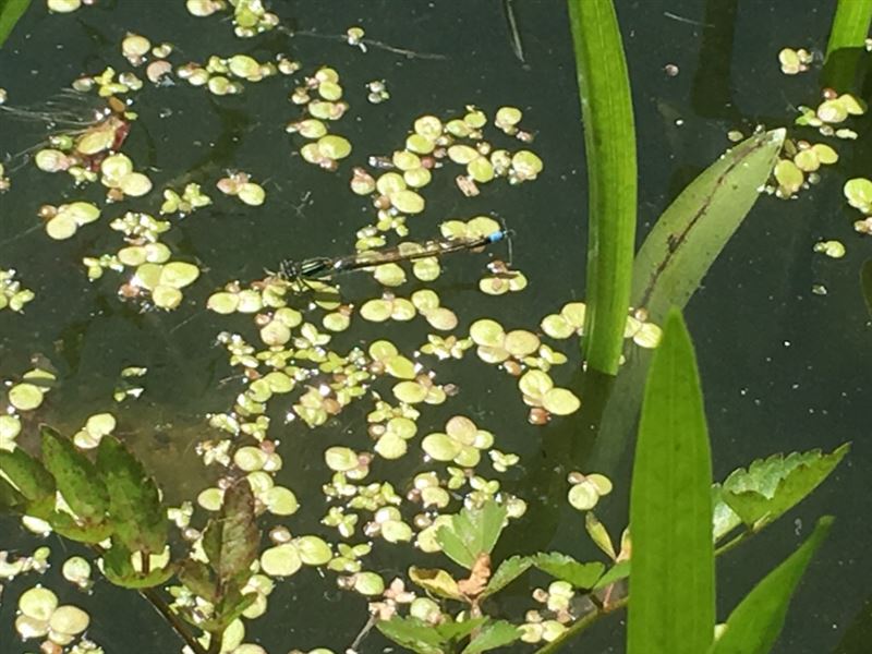 イトトンボ,ビオトープ,寝屋川