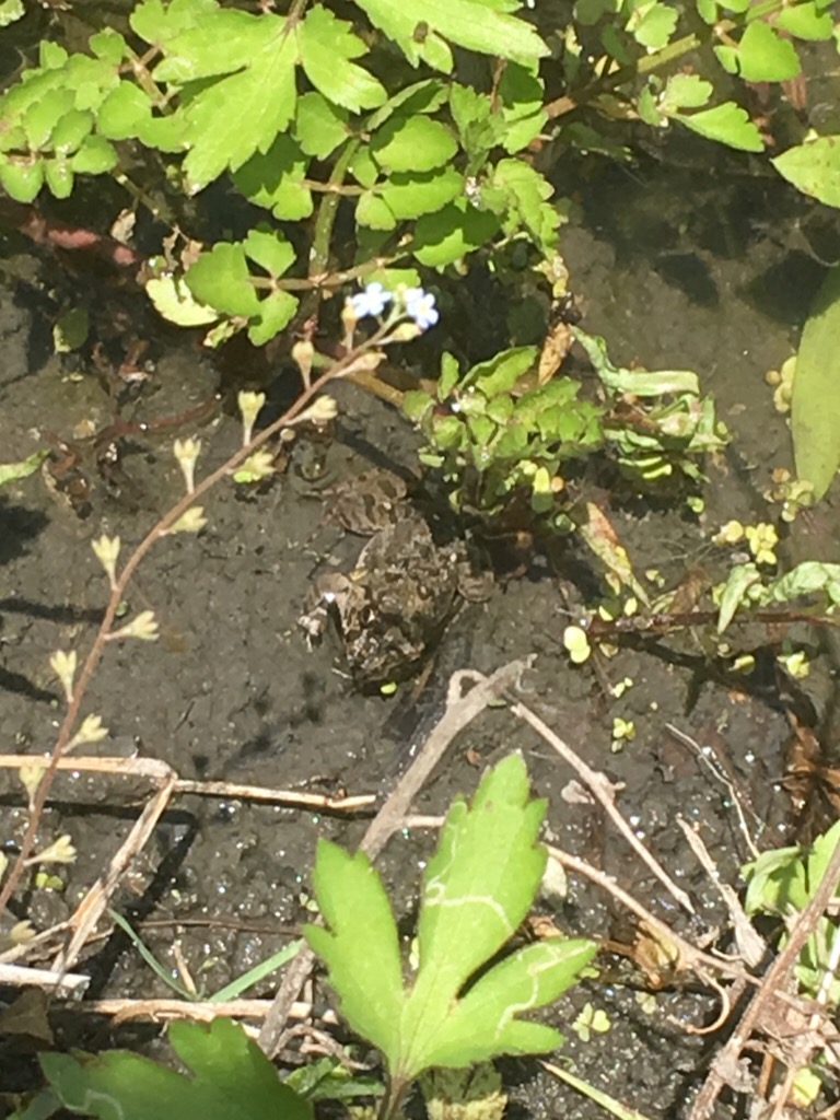 カエル,ビオトープ,寝屋川,やまがら木工所
