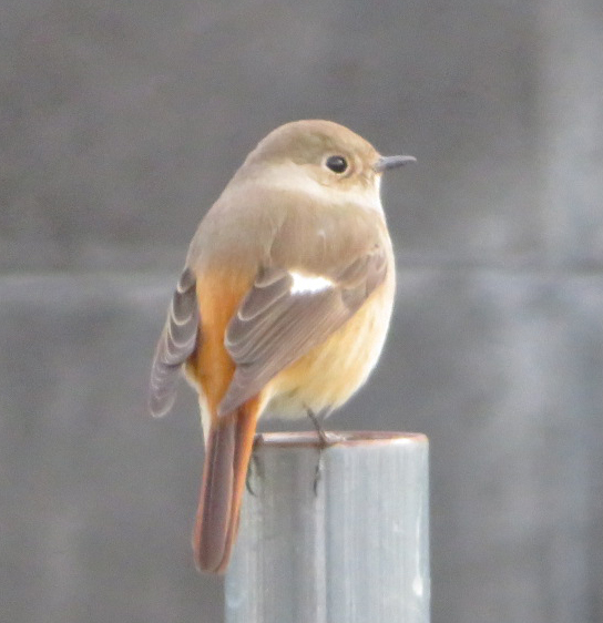 木工品,ビオトープ,ガーデン家具,アウトドアリビング,ガーデンファニチャー