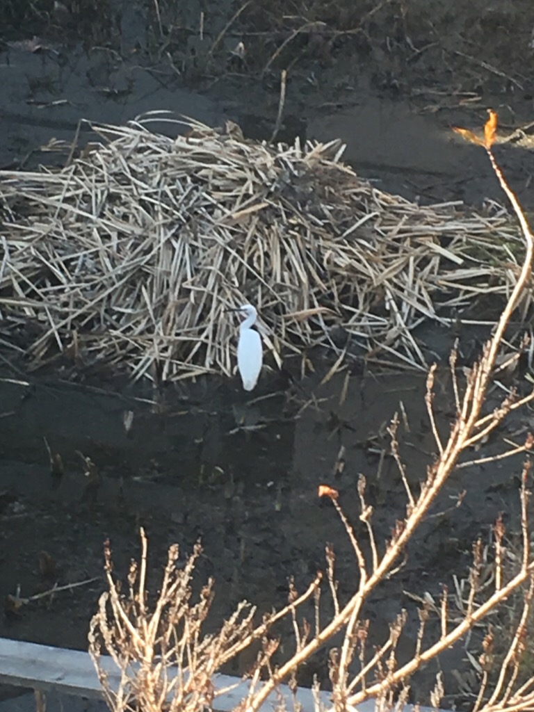 ダイサギ,ビオトープ,やまがら木工所,寝屋川